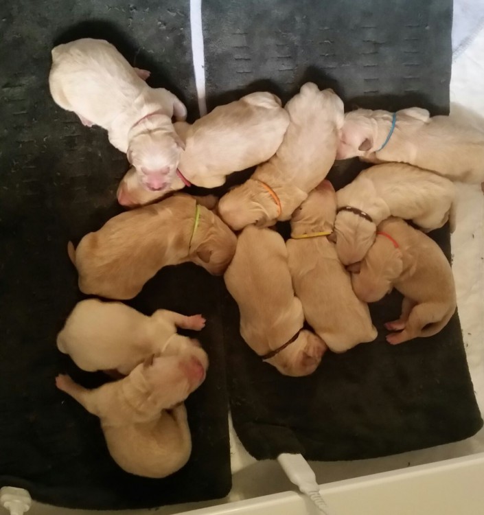 Leo Tori puppies first day